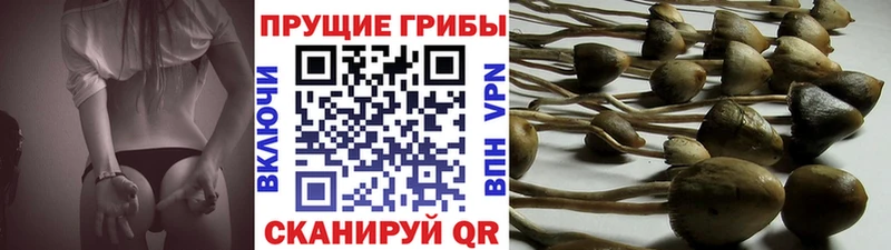 Галлюциногенные грибы MAGIC MUSHROOMS  дарк нет какой сайт  Нарткала  купить  